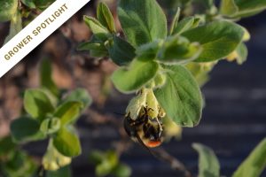 increase pollination and fruit set
