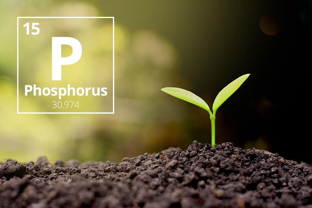 The importance of phosphorus to crops