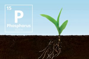 crop available phosphorus