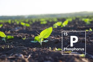building phosphorus levels in the soil