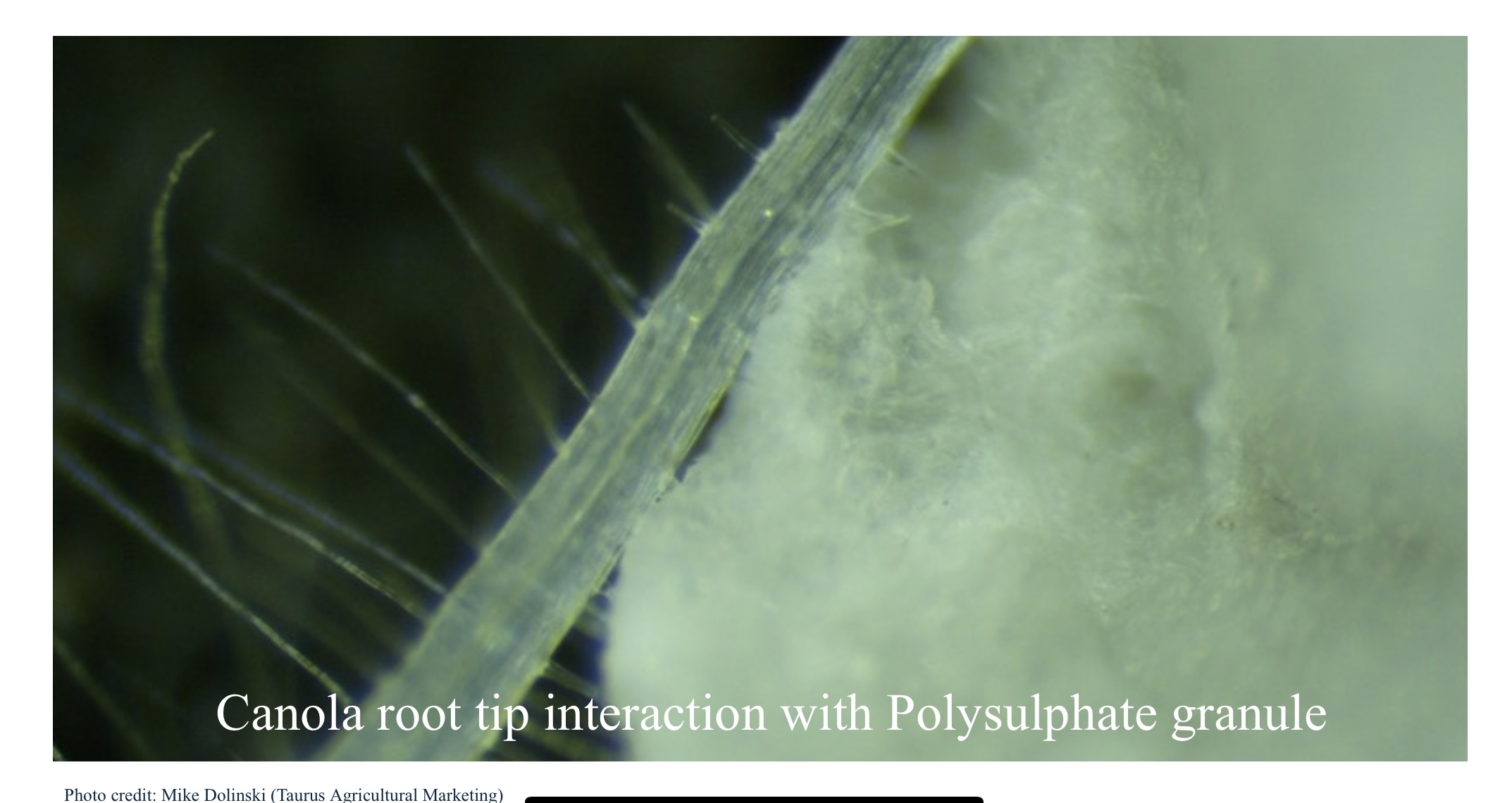 canola root touching a polysulphate granule