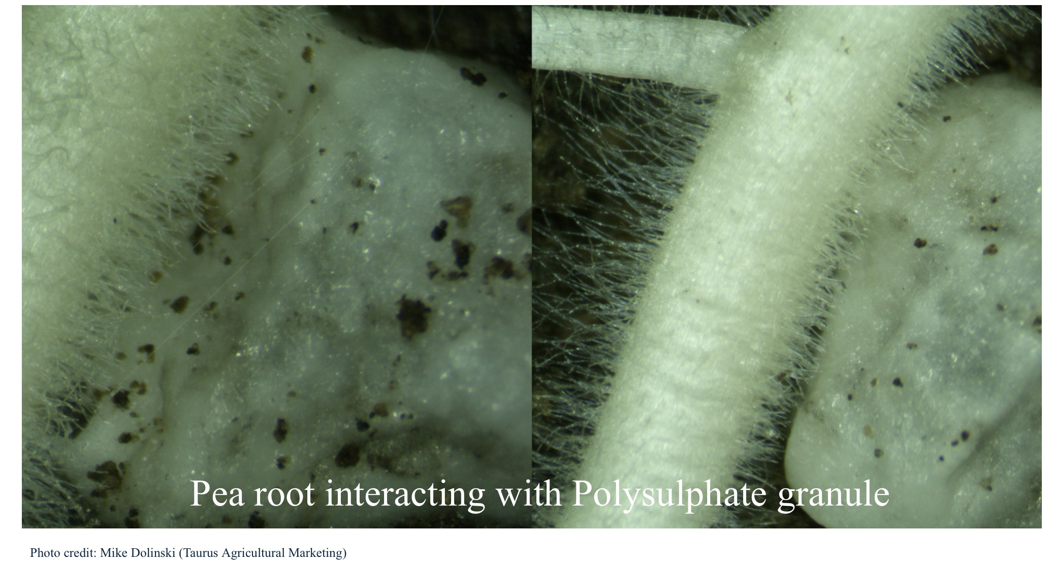 Pea root Tip interaction with poysulphate