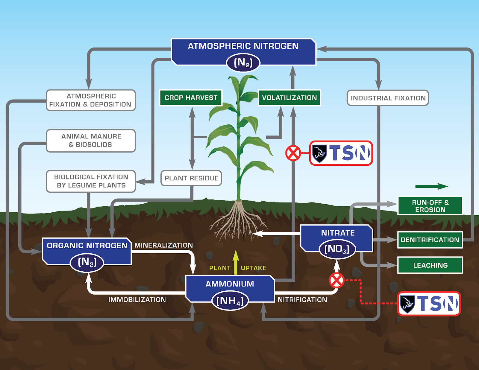 The nitrogen cycle and where TSN protects against loss