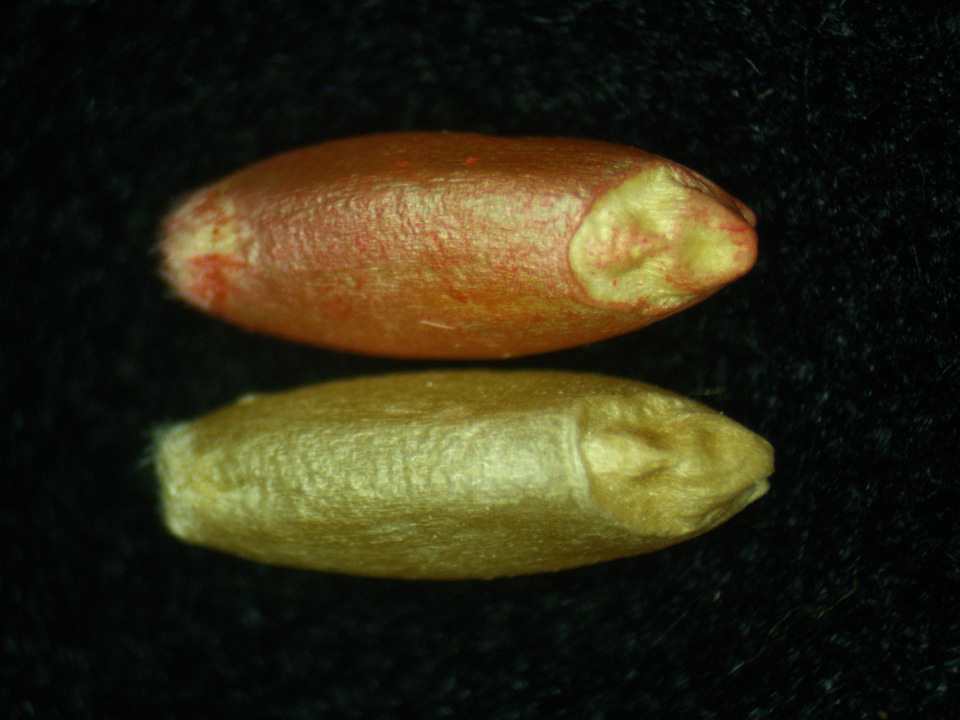 Treated VS Untreated seed