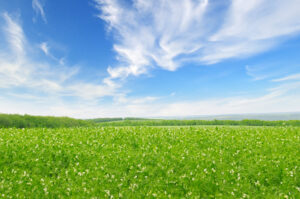 IStock 520286664 pea field resized