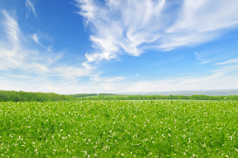 IStock 520286664 pea field resized