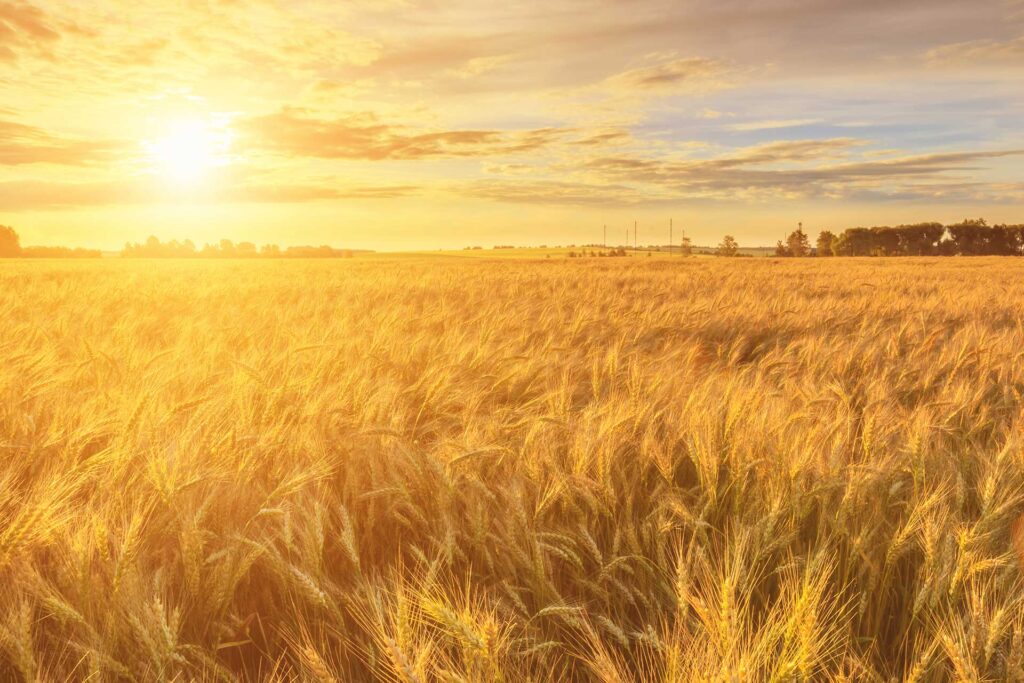 Wheat field background