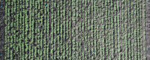 Drone August 28 110