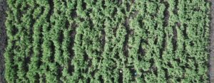 Drone Sept 23 107