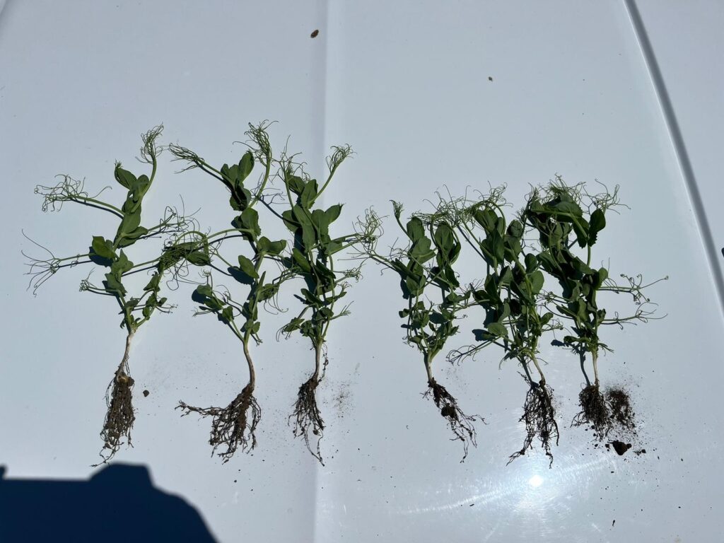 VPR PLUS VS UAN 2024 06