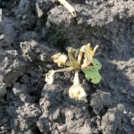 Viper VPR Plus August 28 Canola Dying