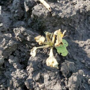 Viper VPR Plus August 28 Canola Dying