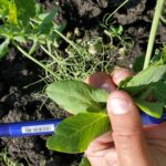 Viper VPR Plus August 28 Healthy Pea