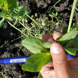 Viper VPR Plus August 28 Healthy Pea