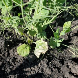 Viper VPR Plus August 28 Pea and Weed