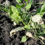 Viper VPR Plus August 28 Pea healthy weed dying