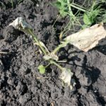 Viper VPR Plus August 28 Weed