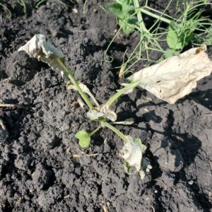 Viper VPR Plus August 28 Weed