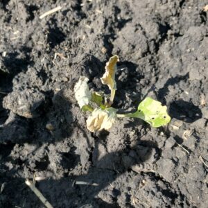 Viper VPR Plus August 28 Weed Dying