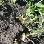 Viper UAN VPR August 28 dying weed