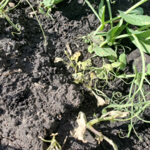 Viper UAN VPR August 28 dying weed