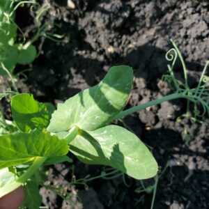 Viper UAN VPR August 28 healthy pea